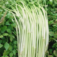 Rau cần ta (cần nước) trồng tự nhiên